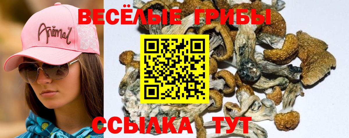 Галлюциногенные грибы мухоморы Губкинский